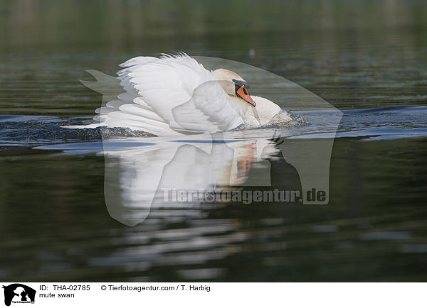 Hckerschwan / mute swan / THA-02785