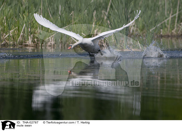 Hckerschwan / mute swan / THA-02787
