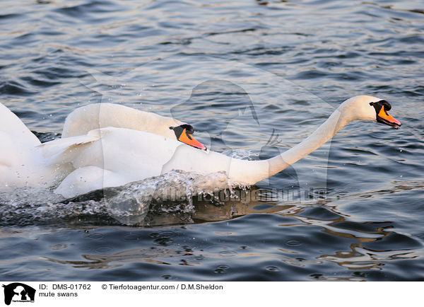Hckerschwne / mute swans / DMS-01762