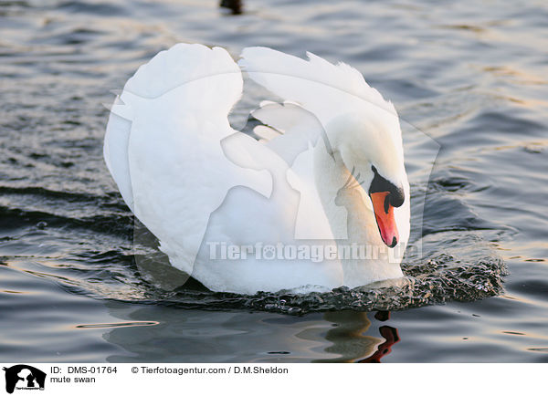 Hckerschwan / mute swan / DMS-01764