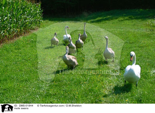 Hckerschwne / mute swans / DMS-01844