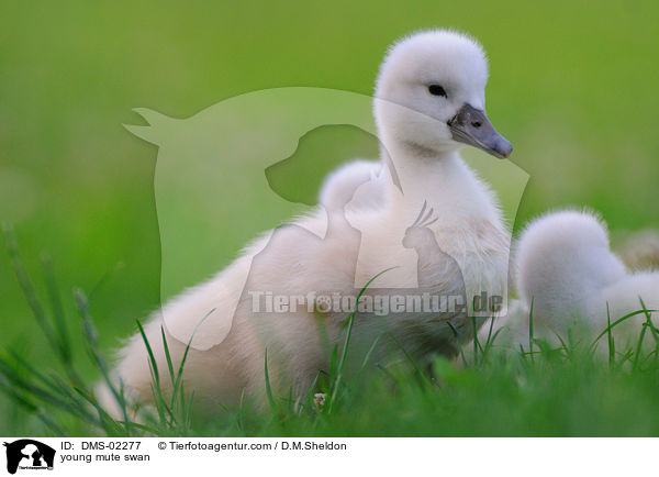 junger Hckerschwan / young mute swan / DMS-02277