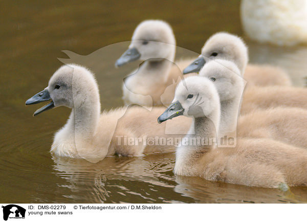 junge Hckerschwne / young mute swans / DMS-02279