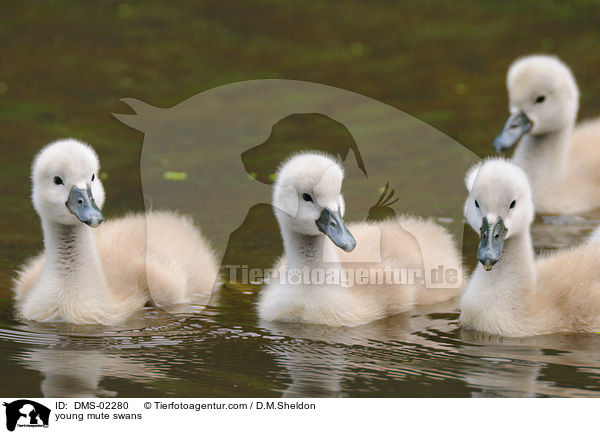 junge Hckerschwne / young mute swans / DMS-02280