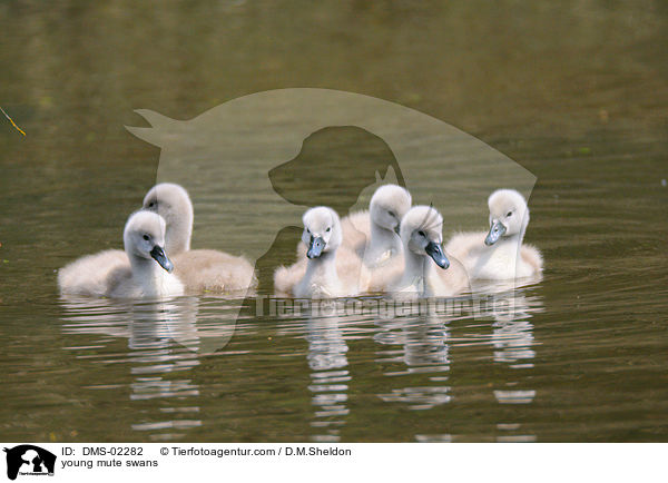 junge Hckerschwne / young mute swans / DMS-02282