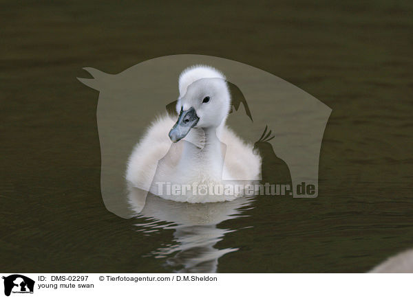 junger Hckerschwan / young mute swan / DMS-02297