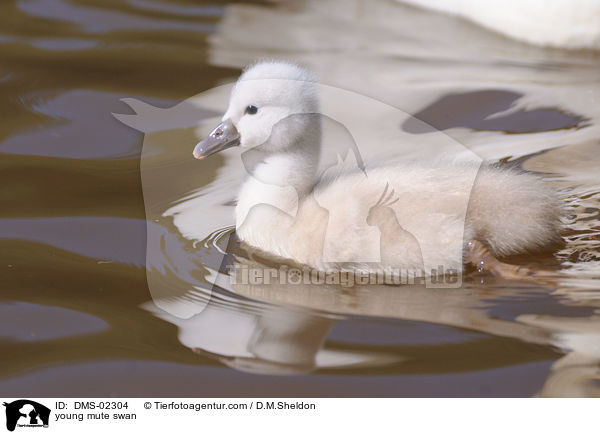 junger Hckerschwan / young mute swan / DMS-02304