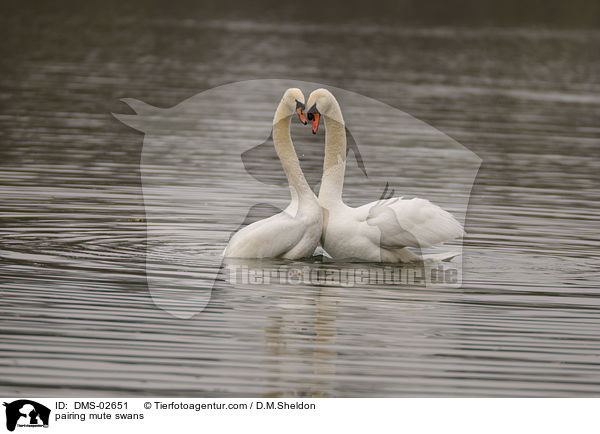 Hckerschwne bei der Paarung / pairing mute swans / DMS-02651