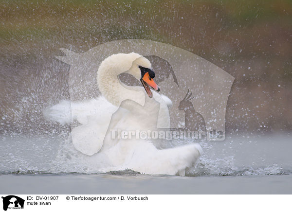 mute swan / DV-01907