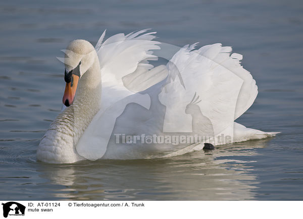Hckerschwan / mute swan / AT-01124