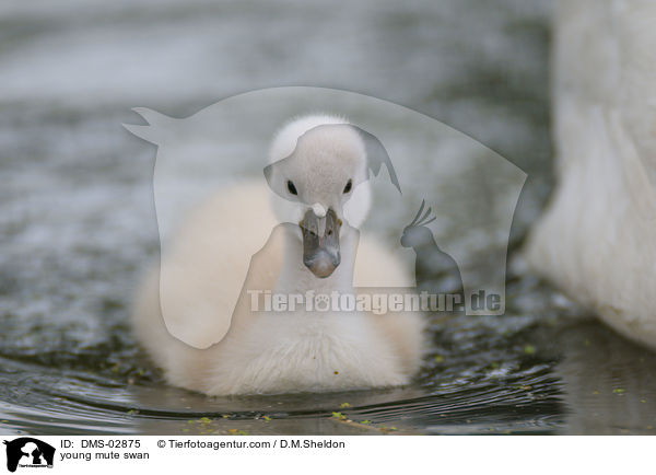 junger Hckerschwan / young mute swan / DMS-02875