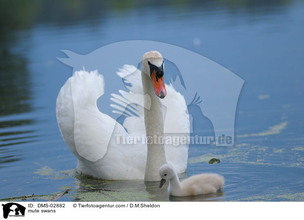 Hckerschwne / mute swans / DMS-02882