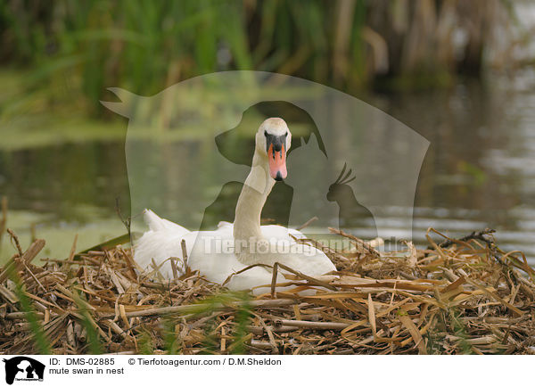 Hckerschwan auf dem Nest / mute swan in nest / DMS-02885