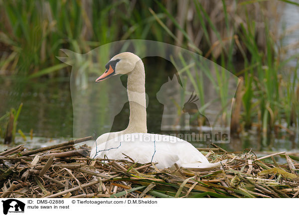 Hckerschwan auf dem Nest / mute swan in nest / DMS-02886