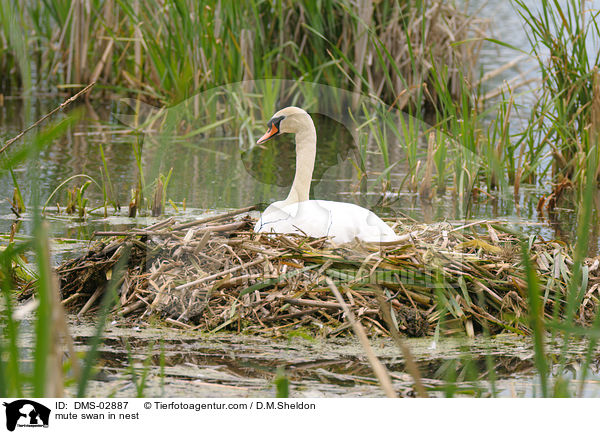 Hckerschwan auf dem Nest / mute swan in nest / DMS-02887