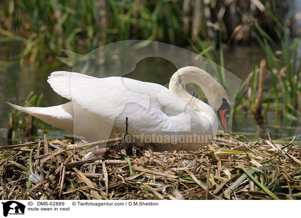 Hckerschwan auf dem Nest / mute swan in nest / DMS-02889