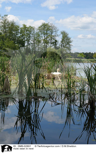 Hckerschwan auf dem Nest / mute swan in nest / DMS-02891