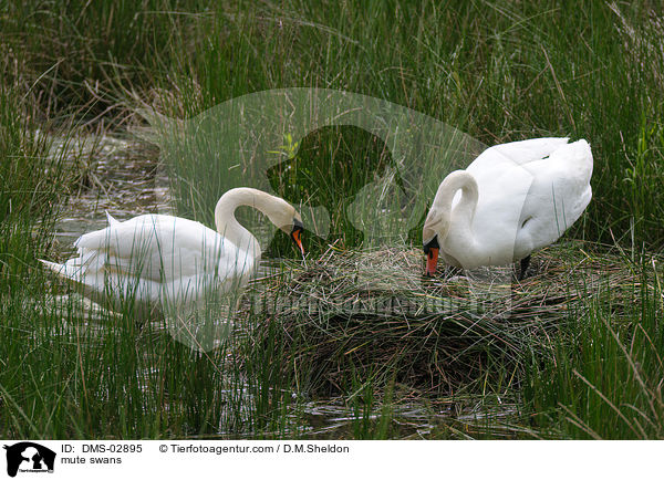 Hckerschwne / mute swans / DMS-02895