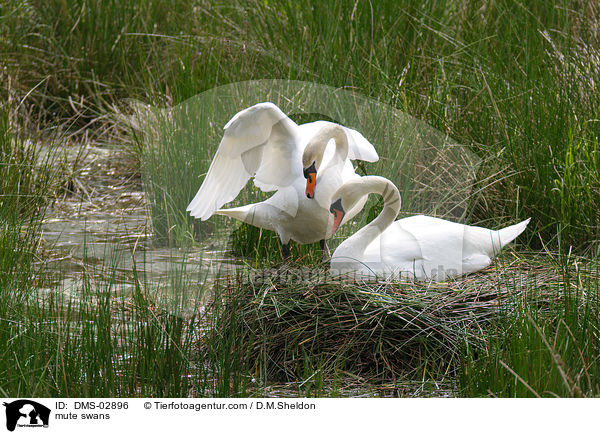 Hckerschwne / mute swans / DMS-02896