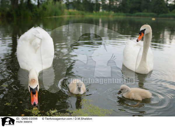 Hckerschwne / mute swans / DMS-03098