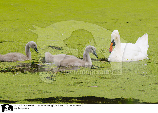 Hckerschwne / mute swans / DMS-03916