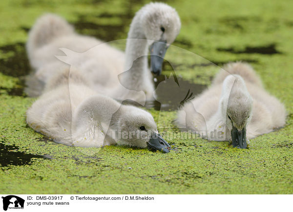 junge Hckerschwne / young mute swans / DMS-03917