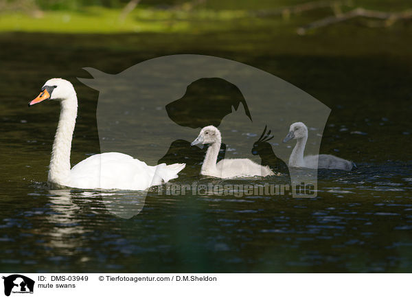 Hckerschwne / mute swans / DMS-03949