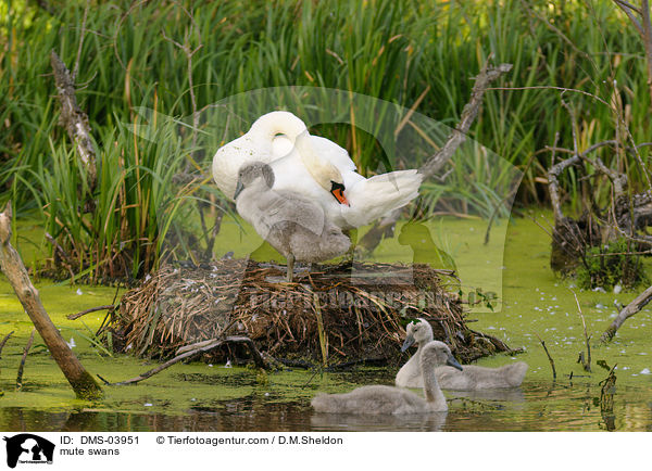Hckerschwne / mute swans / DMS-03951