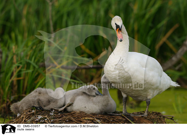 Hckerschwne / mute swans / DMS-03957