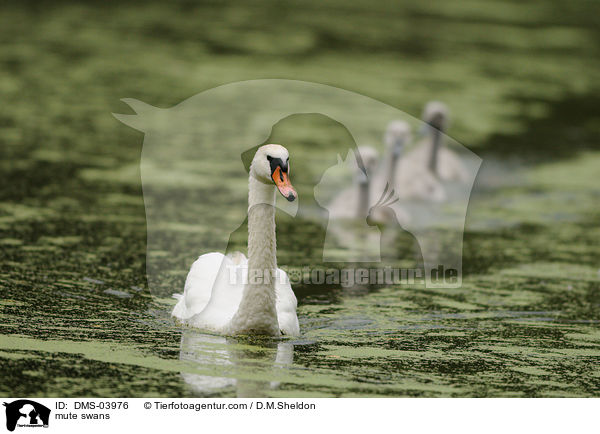 mute swans / DMS-03976