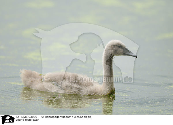 junger Hckerschwan / young mute swan / DMS-03980