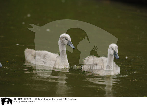 junge Hckerschwne / young mute swans / DMS-03983