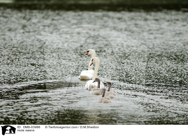 Hckerschwne / mute swans / DMS-03986