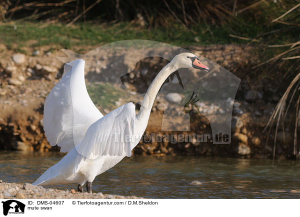 Hckerschwan / mute swan / DMS-04607