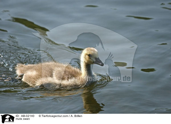 Hckerschwan / mute swan / AB-02140