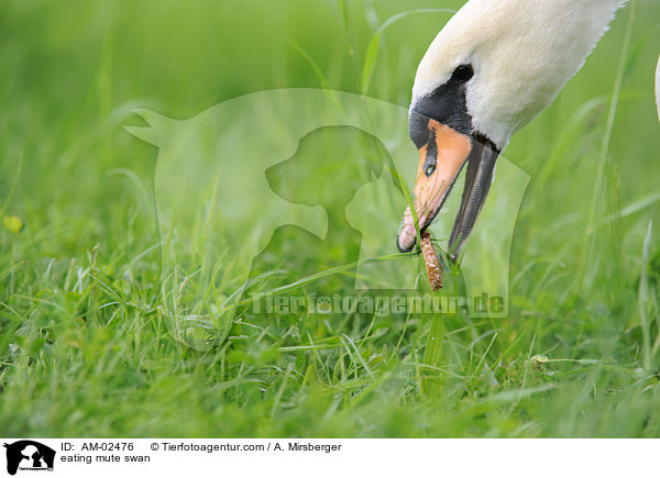 fressender Hckerschwan / eating mute swan / AM-02476