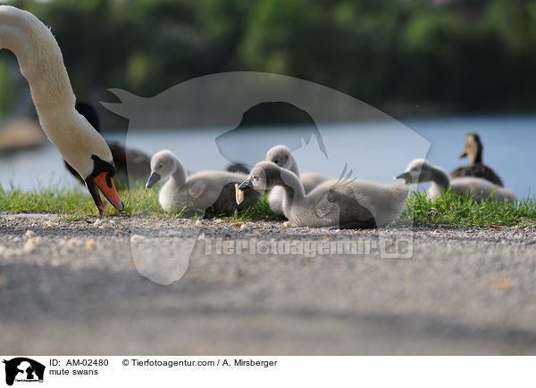 Hckerschwne / mute swans / AM-02480