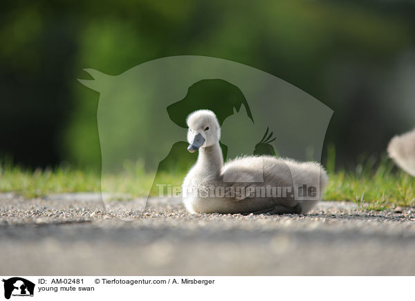 junger Hckerschwan / young mute swan / AM-02481