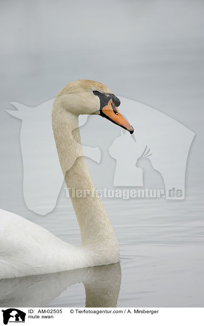 Hckerschwan / mute swan / AM-02505