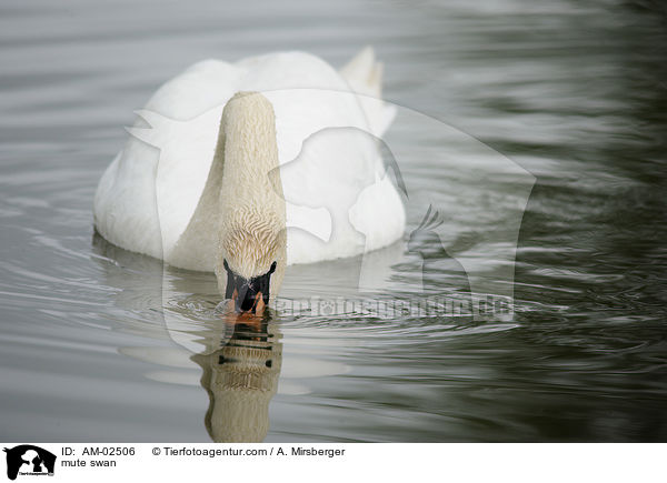 Hckerschwan / mute swan / AM-02506