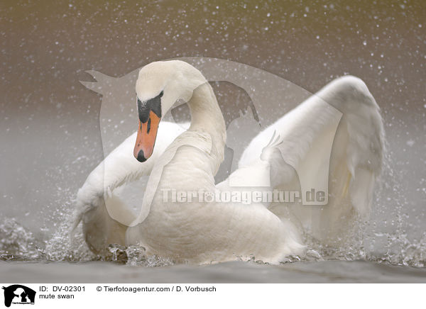 mute swan / DV-02301