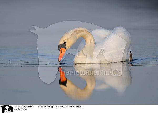 Hckerschwan / mute swan / DMS-04988