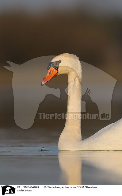 Hckerschwan / mute swan / DMS-04994