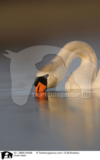 Hckerschwan / mute swan / DMS-04998