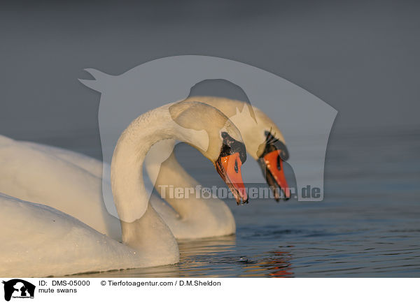 Hckerschwne / mute swans / DMS-05000