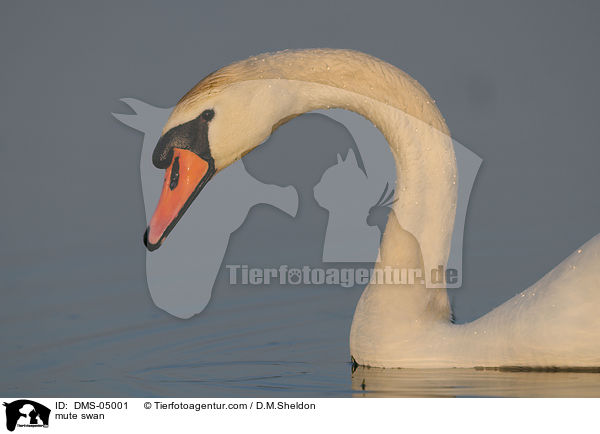 Hckerschwan / mute swan / DMS-05001