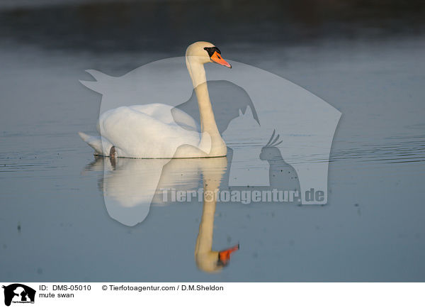 Hckerschwan / mute swan / DMS-05010