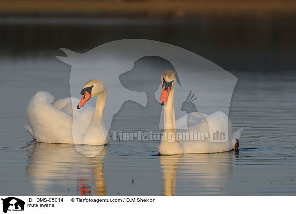 Hckerschwne / mute swans / DMS-05014