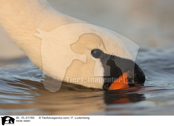 Hckerschwan / mute swan / FL-01780