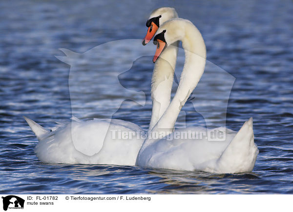 Hckerschwne / mute swans / FL-01782